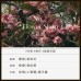 HETRAS 絲滑香水護髮素 (#2 Flower Shop 花店) 1013ml (無矽靈/弱酸性/純素/溫和/豐盈/光澤/柔滑/權志龍GD推薦) HETRAS 絲滑香水護髮素 (#2 Flower Shop 花店) 1013ml (無矽靈/弱酸性/純素/溫和/豐盈/光澤/柔滑/權志龍GD推薦)
